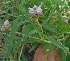 Phyla cuneifolia