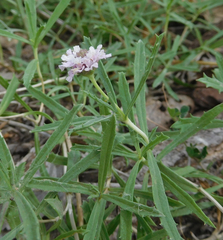 Phyla cuneifolia
