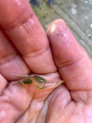 Palaemon kadiakensis