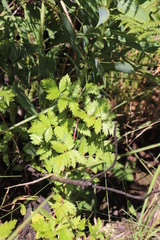 Rubus ludwigii