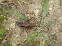 Pholidoptera littoralis