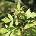 Rubus ludwigii - Photo (c) Tony Rebelo,  זכויות יוצרים חלקיות (CC BY-SA), הועלה על ידי Tony Rebelo