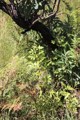 Rubus ludwigii