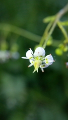 Micranthes odontoloma