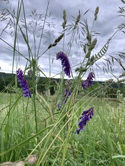 Vicia villosa villosa