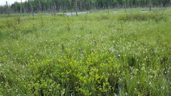 Eriophorum viridicarinatum
