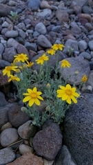 Eriophyllum lanatum integrifolium