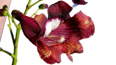 Jacaranda jasminoides