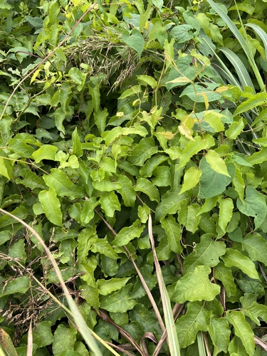 American buckwheat vine (Brunnichia ovata)
