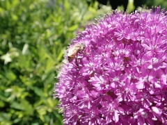 Apis mellifera