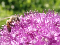 Apis mellifera
