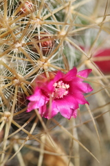 Mammillaria spinosissima spinosissima