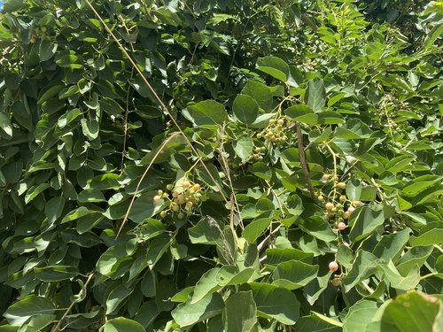 Cordia dichotoma observed 2024-08-14