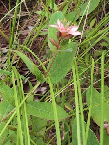 Fraser's marsh St. Johnswort (Hypericum fraseri)