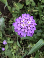 Iberis