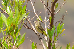 Vireo nelsoni