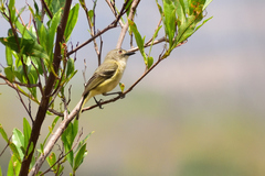 Vireo nelsoni