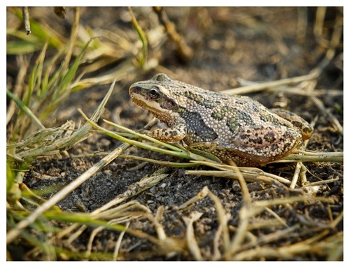 Boreal Chorus Frog