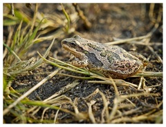 Boreal Chorus Frog photo 2