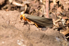 Gnamptonychia ventralis