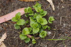 Lysimachia nummularia