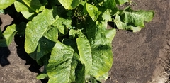 Nicotiana tabacum