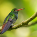 Rufous-tailed Hummingbird - Photo (c) brewmaster, some rights reserved (CC BY-NC), uploaded by brewmaster