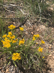 Packera tridenticulata