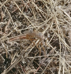 Saropogon hyalinus