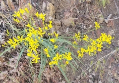 Crepis acuminata