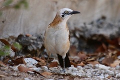 Turdoides gymnogenys