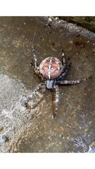 Araneus diadematus