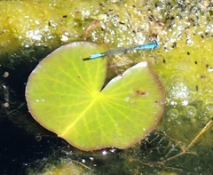 Enallagma aspersum