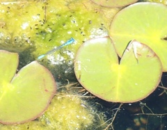 Enallagma aspersum