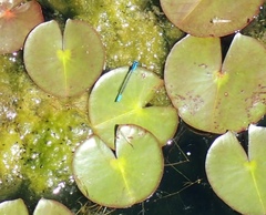 Enallagma aspersum