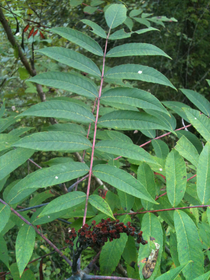 sumacs (Common Fall Plants of Eastern Iowa) · iNaturalist