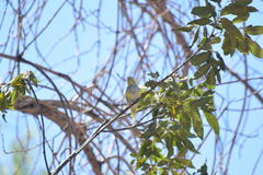 Melopsittacus undulatus domesticus