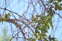 Melopsittacus undulatus domesticus