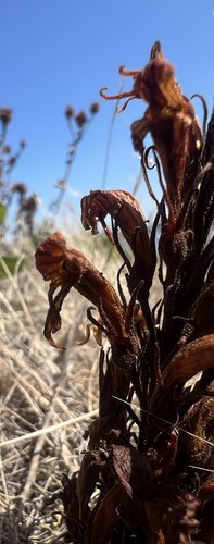 Image of Aphyllon californicum by no rights reserved