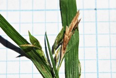 Carex hendersonii