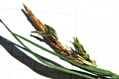 Carex hendersonii