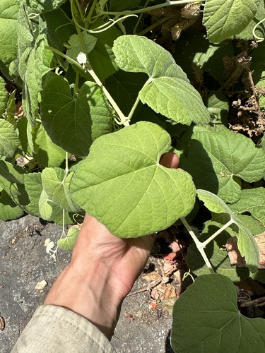 Desert Grape foliage