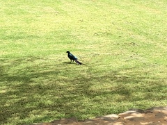 Lamprotornis caudatus