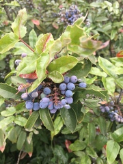 Berberis aquifolium