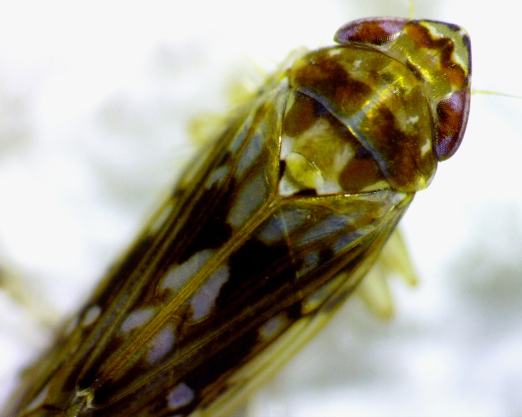 Scaphoideus carinatus