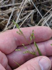 Dichanthelium depauperatum