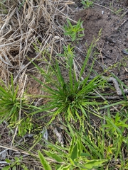 Dichanthelium depauperatum