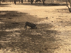 Phacochoerus africanus