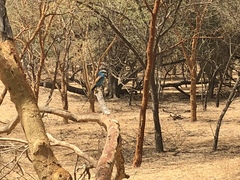 Coracias abyssinicus