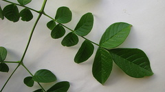 Jacaranda jasminoides
